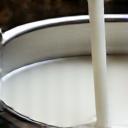 Frische Bio-Milch in einem Milchkessel.